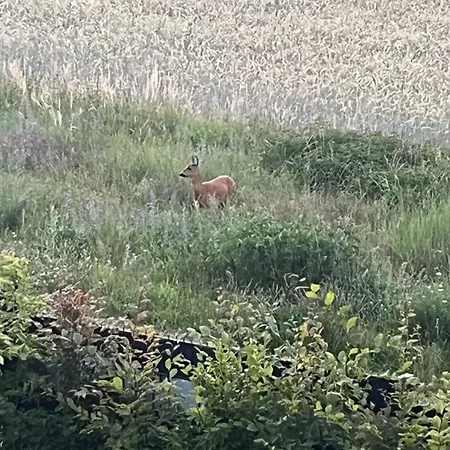 아파트 Top-ferienwohnung Bei Berlin, Bis 3 Gaeste, Terrasse Und Garten *