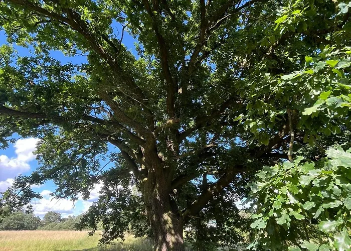 Apartment Top-ferienwohnung Bei Berlin, Bis 3 Gaeste, Terrasse Und Garten *