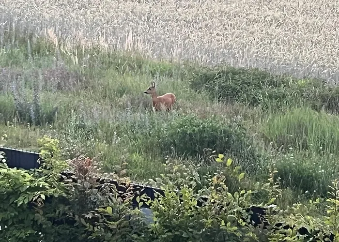 شقة Top-ferienwohnung Bei Berlin, Bis 3 Gaeste, Terrasse Und Garten *